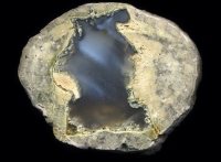 Fallen Tree Thunderegg